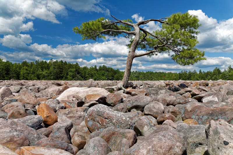 Mutigeres Feld mit einzigem Baum lizenzfreie stockfotografie Mutigeres Feld mit einzigem Baum lizenzfreie stockfotografie
