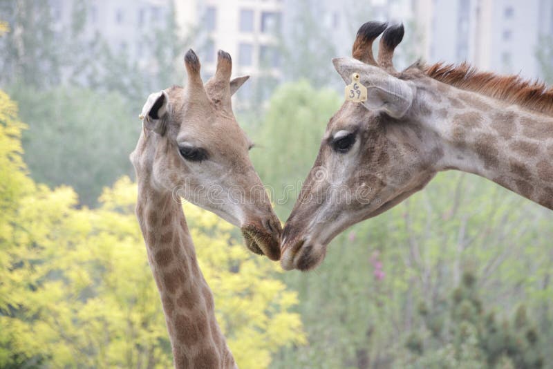 Mutter-Giraffe küsst ihr Baby stockbilder Mutter-Giraffe küsst ihr Baby stockbilder