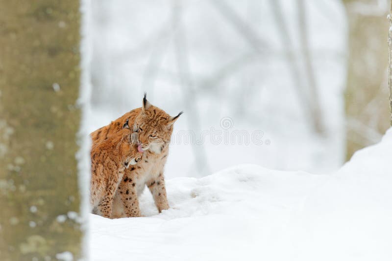 Mutter mit Jungen, Wildkatzefamilie Luchs im Lebensraum der Naturwild lebenden tiere Zwei Katze, Baumschnee Luchs im Schneewaldeu lizenzfreies stockbild Mutter mit Jungen, Wildkatzefamilie Luchs im Lebensraum der Naturwild lebenden tiere Zwei Katze, Baumschnee Luchs im Schneewaldeu lizenzfreies stockbild