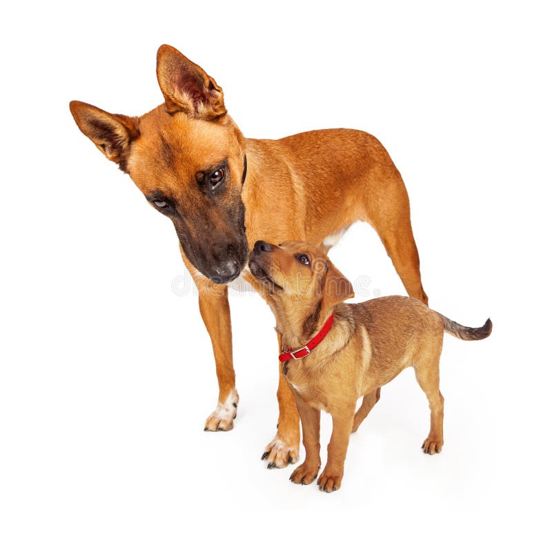 Mutter-Schäfer Dog und Baby stockbilder Mutter-Schäfer Dog und Baby stockbilder