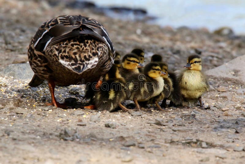 Mutter-Stockente Duck With New Ducklings lizenzfreies stockfoto Mutter-Stockente Duck With New Ducklings lizenzfreies stockfoto