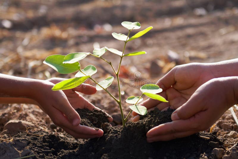 Mutter und Kinder, die jungen Baum pflanzend helfen stockfotografie