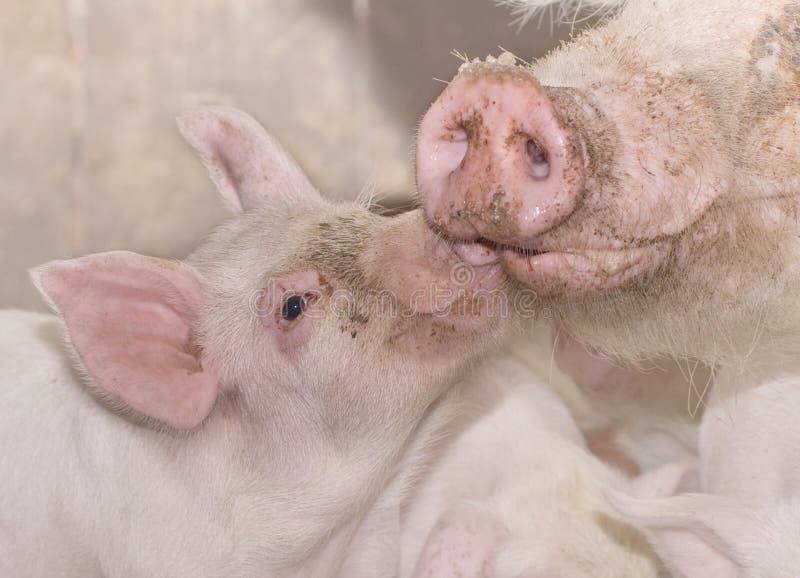 Mutter- und Schätzchenschwein stockbild Mutter- und Schätzchenschwein stockbild