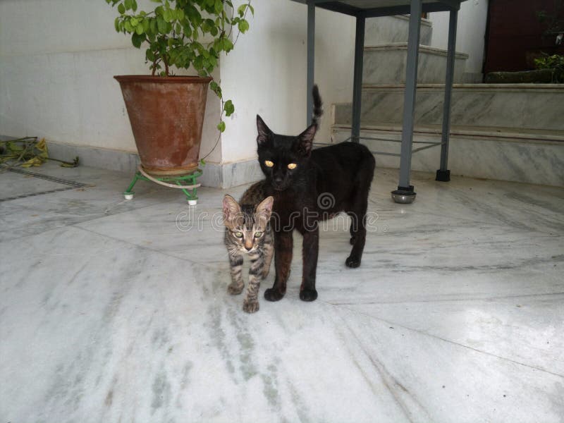 Mutterkatze mit K?tzchen stockbilder Mutterkatze mit K?tzchen stockbilder