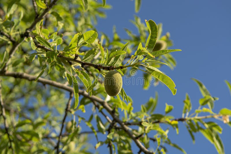Muttrar f?r gr?n mandel som mognar p? tr?det, naturbakgrund med bl? himmel royaltyfri foto Muttrar f?r gr?n mandel som mognar p? tr?det, naturbakgrund med bl? himmel royaltyfri foto