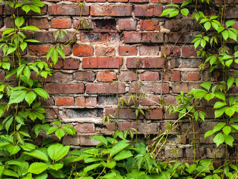 Muur met groene bladeren van wilde druif wordt behandeld die Bakstenen muurtextuur met klimop Natuurlijke achtergrond stock afbeeldingen Muur met groene bladeren van wilde druif wordt behandeld die Bakstenen muurtextuur met klimop Natuurlijke achtergrond stock afbeeldingen