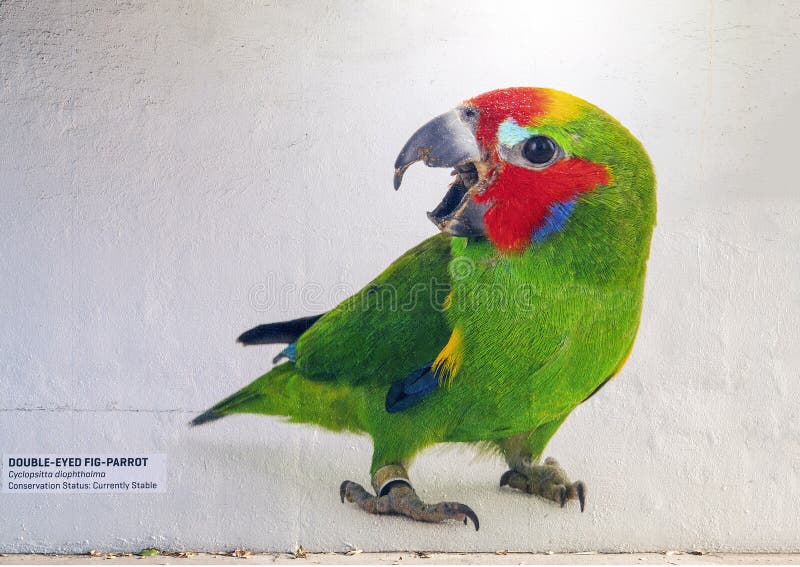 Pictured is a mural on a wall in a tunnel in the Dallas City Zoo featuring a Double-eyed Fig-parrot. Also known as the dwarf fig parrot, it primarily inhabits forests on New Guinea and nearby islands, but is also found in isolated communities along the tropical Australian coast, east of the Great Dividing Range. Pictured is a mural on a wall in a tunnel in the Dallas City Zoo featuring a Double-eyed Fig-parrot. Also known as the dwarf fig parrot, it primarily inhabits forests on New Guinea and nearby islands, but is also found in isolated communities along the tropical Australian coast, east of the Great Dividing Range.