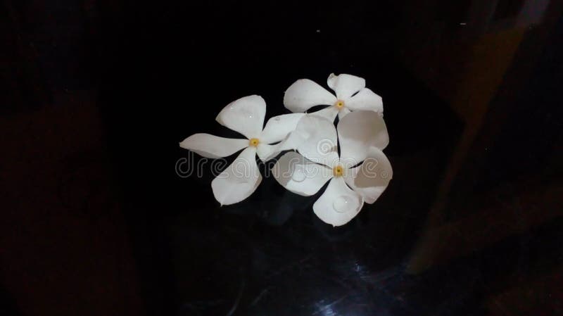 Muy Hermosa Flor Blanca De Siempre Verde Que Se Ve Hermosa Foto de archivo - Imagen de miradas, blanco: 190323320 Muy Hermosa Flor Blanca De Siempre Verde Que Se Ve Hermosa Foto de archivo - Imagen de miradas, blanco: 190323320