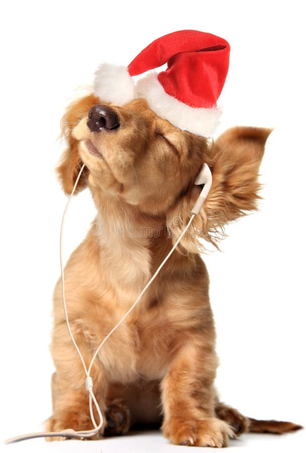 Muzikaal Kerstmispuppy stock afbeeldingen Muzikaal Kerstmispuppy stock afbeeldingen