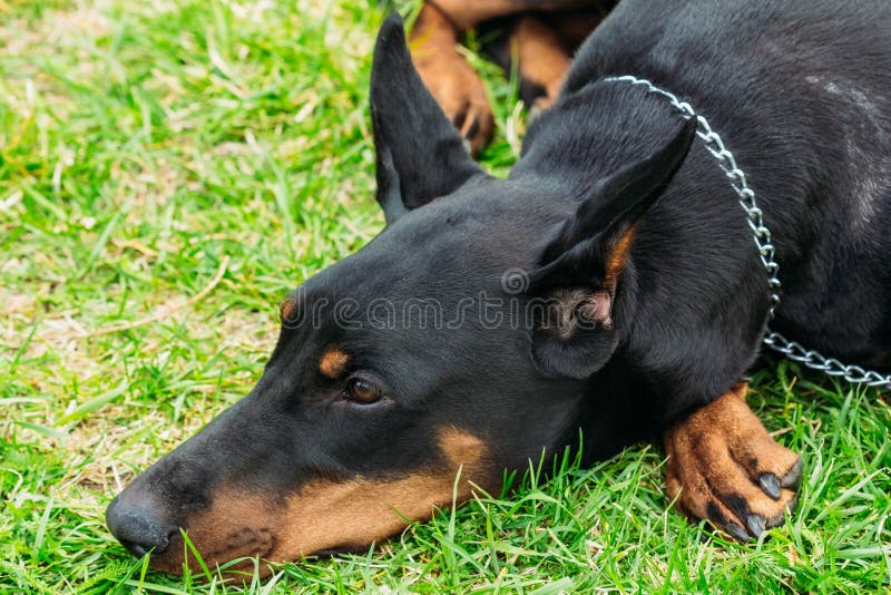 Muzzle of the Black Dobermann on the Grass Stock Image Image of