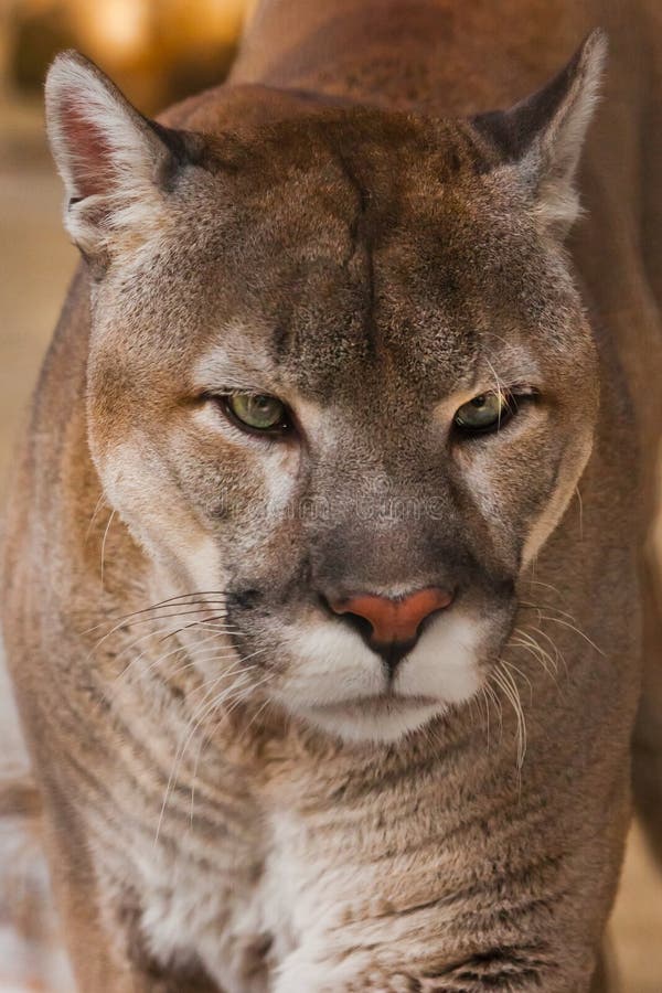 Orange Yellow Big Cat 