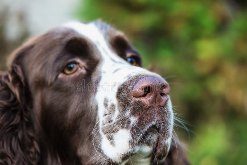 muzzle for springer spaniel