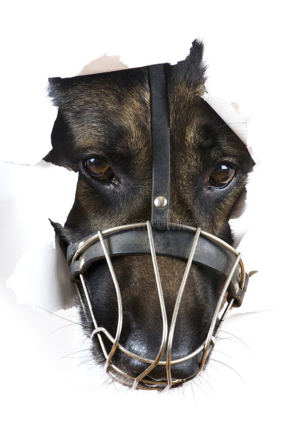 Muzzle Dog on White Background Macro Stock Image Image of idea