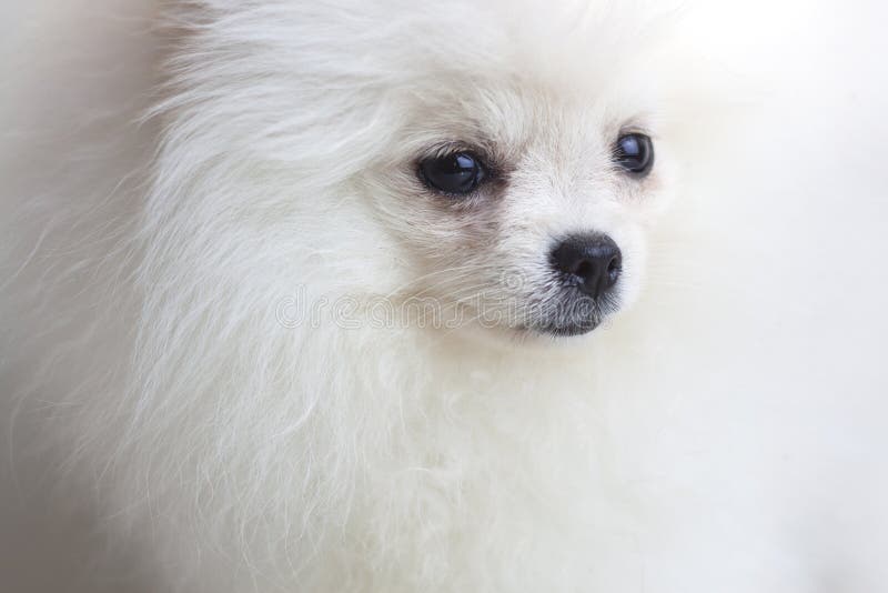 pomeranian muzzle