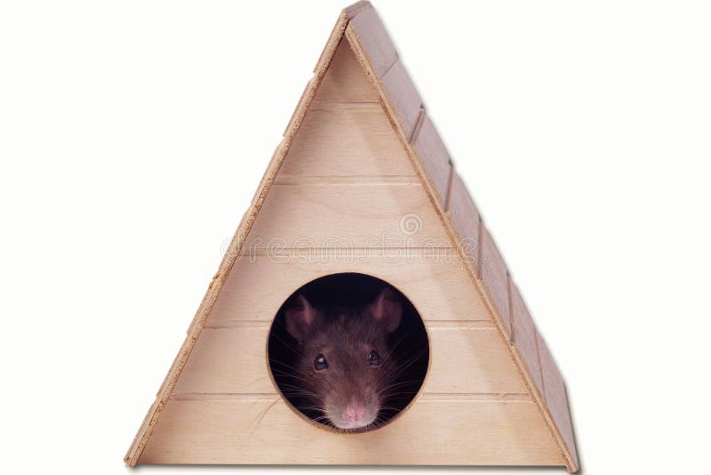 Muzzle Einer Grauen Ratte Ratte Im Haus Die Maus Sieht In