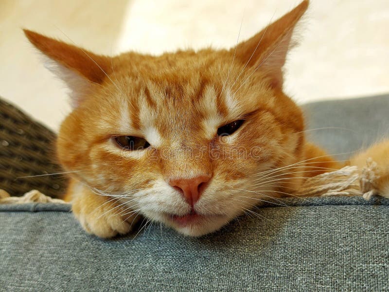 Adult Ginger Cat And Black And White Kitten Playing In A Basket Stock Image Image Of Furry Cats