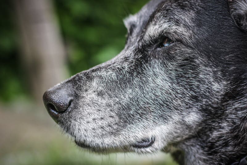 Muzzle of a gray sheepdog stock image. Image of funny 107076891
