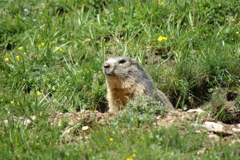 Muzzle of a groundhog popping up from a hole in the mountains