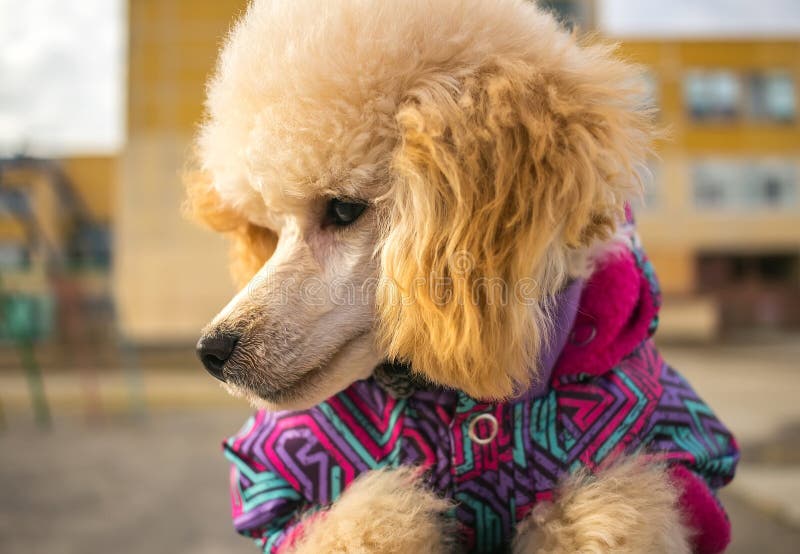 muzzle for toy poodle