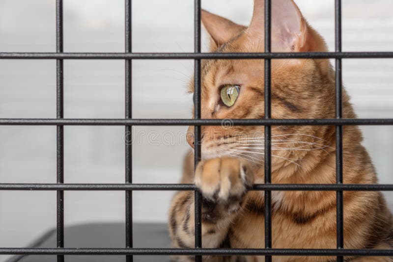 The Muzzle of a Sad Cat is Visible through the Bars of the Pet Shelter