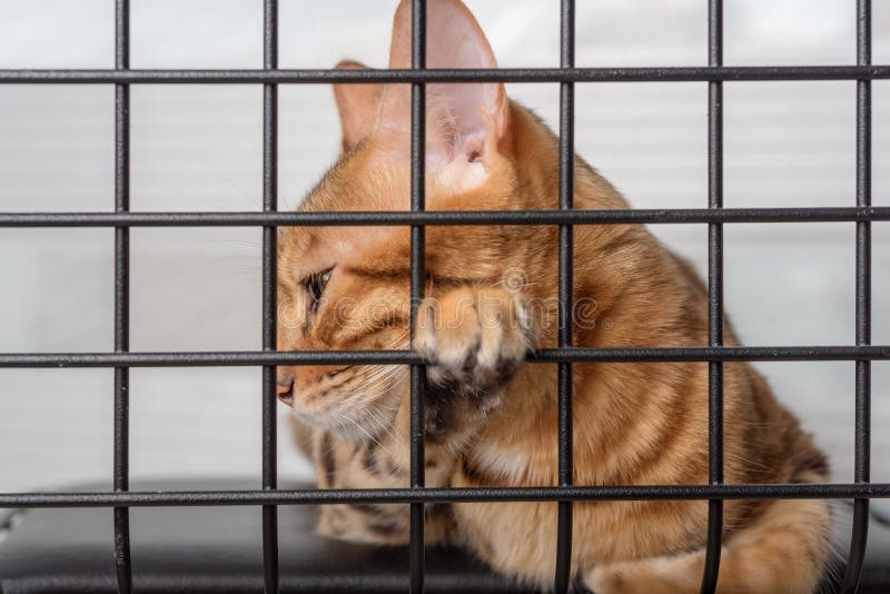 The Muzzle of a Sad Cat is Visible through the Bars of the Pet Shelter