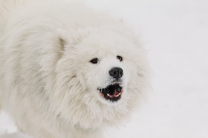 Adult Yapping Stock Photos Free & RoyaltyFree Stock Photos from