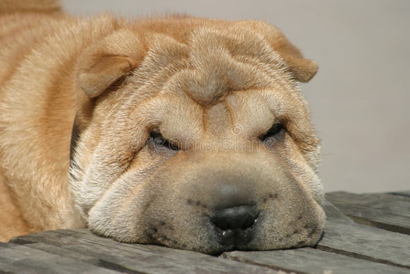 Muzzle of a shar pei