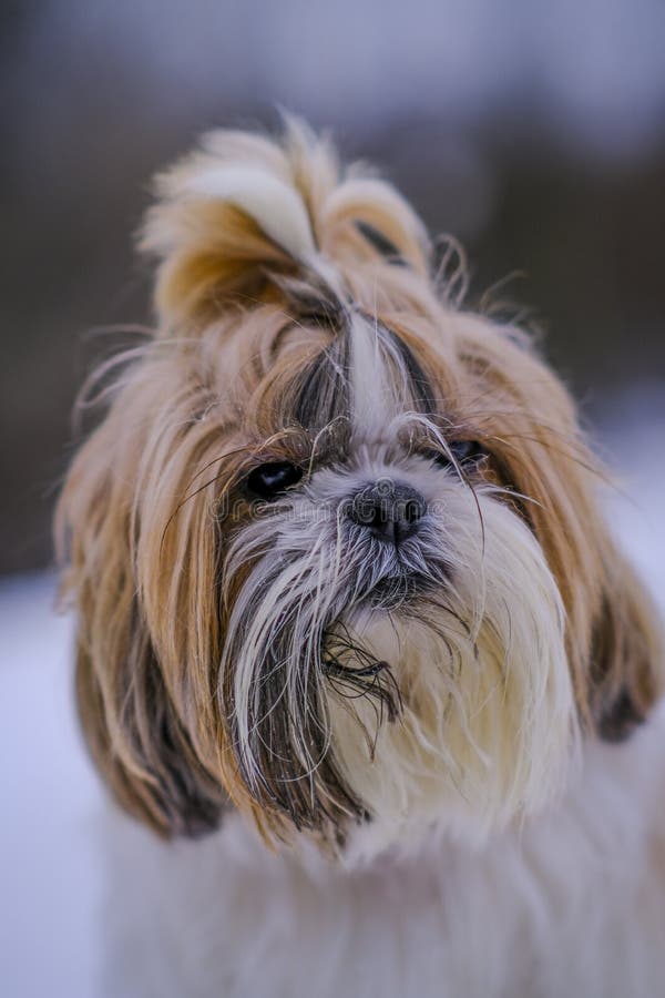 Muzzle of a shih tzu dog stock image. Image of white 240577679