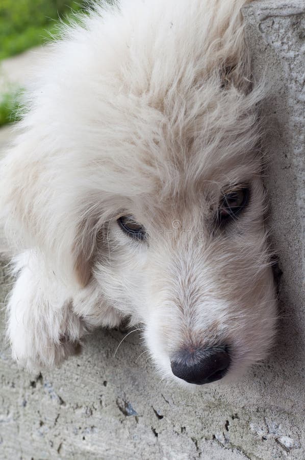 cute puppy muzzle cute puppy muzzle