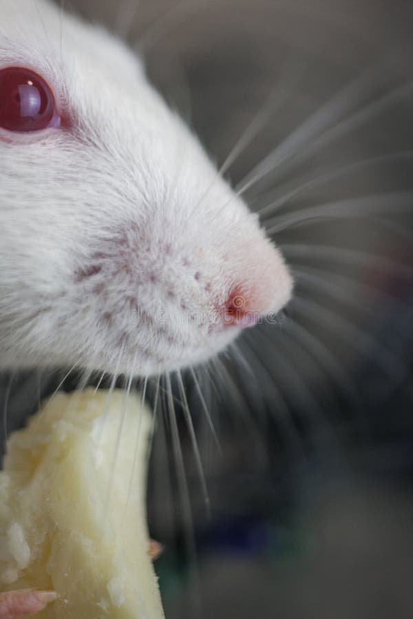 550 Rat Profile Photos Free Royalty Free Stock Photos From Dreamstime 550 Rat Profile Photos Free Royalty Free Stock Photos From Dreamstime