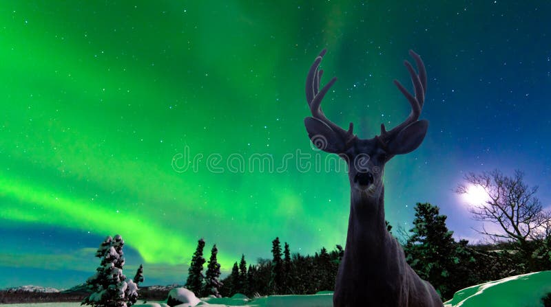 Muła rogacz i zorz borealis nad tajga lasem fotografia royalty free