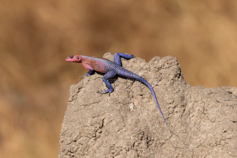 Mwanza flatheaded agama fotografia de stock