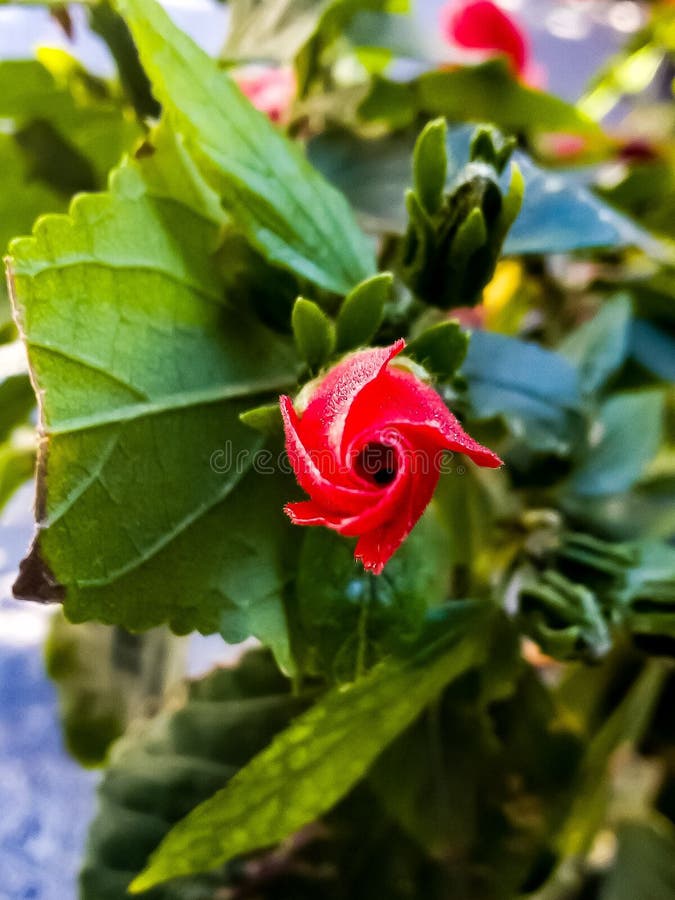 My best red flower stock image. Image of flower, love 188083917