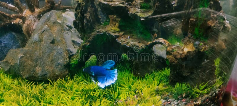 Small Aquarium with Juvenile Turquoise Discus, Popular Artificial Aqua  Trade Breed of Beautiful Ornamental Fish Stock Photo - Image of aquarium,  instinct: 201126366