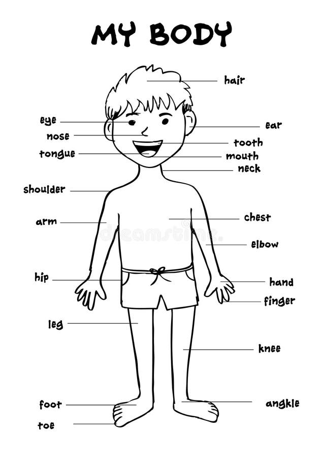 Body Parts Chart For Toddlers