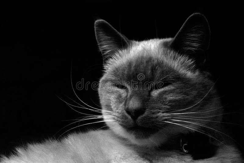 Sleepy Siamese Kitty Blue Eyed Wonder Stock Photo Image of seal