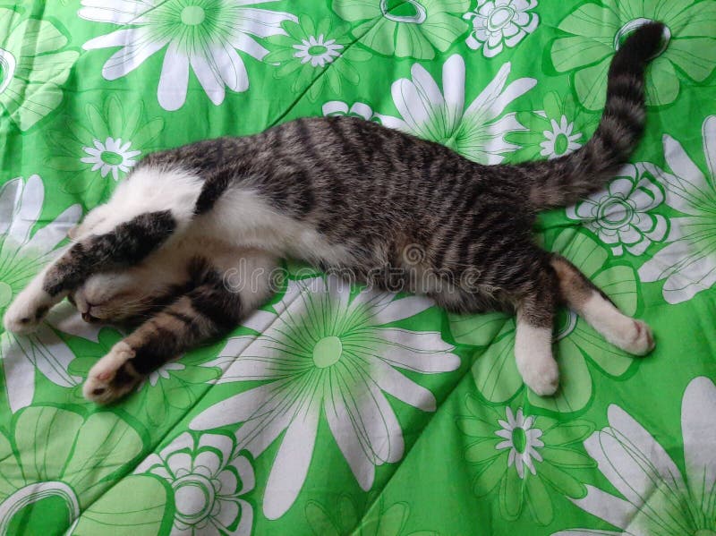 My Cat Sleep with Position so Cute the Bed Green Stock Image Image of