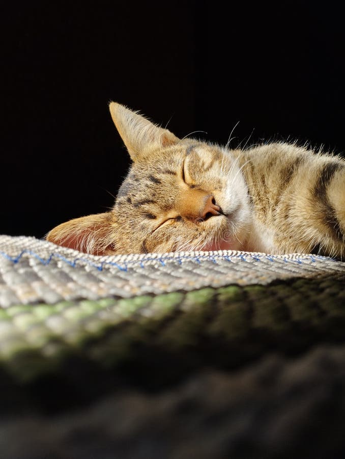 My Cat Sleeping in the Morning Sun Stock Photo Image of sleeping