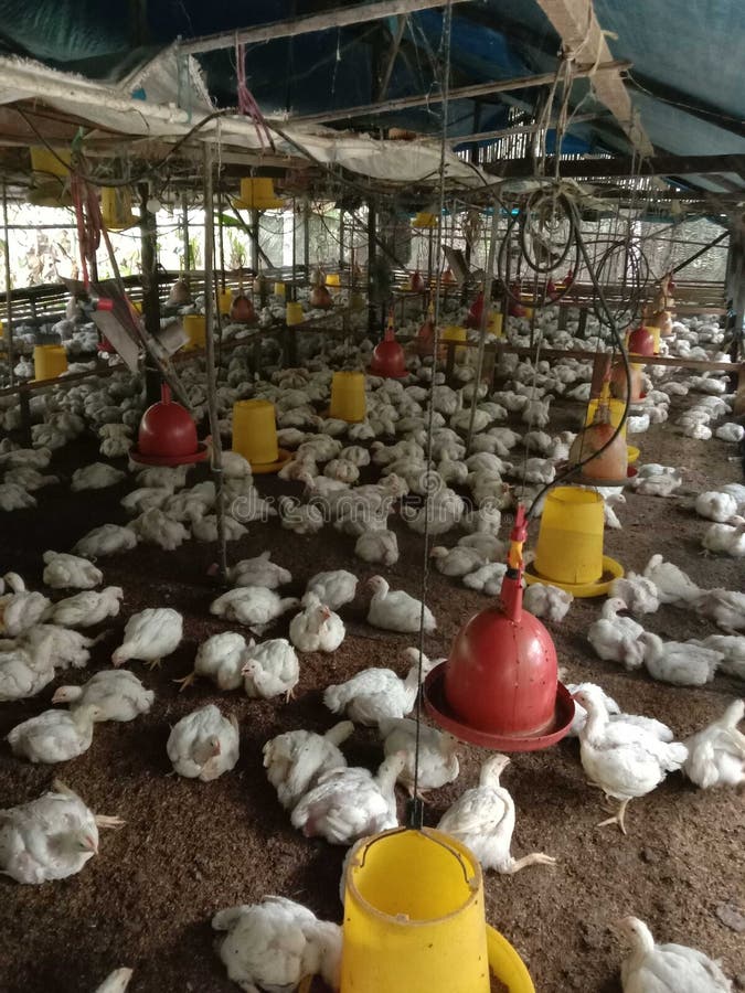 This My Chicken Farm in My Village Stock Photo Image of clothing