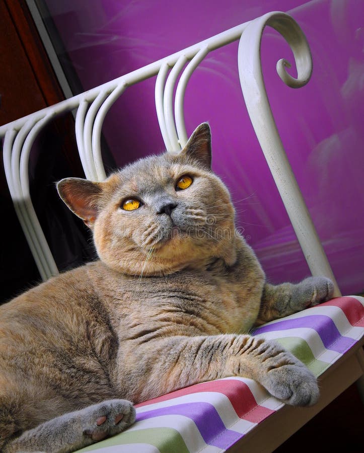 10th anniversary for birth of pedigree british shorthair cat