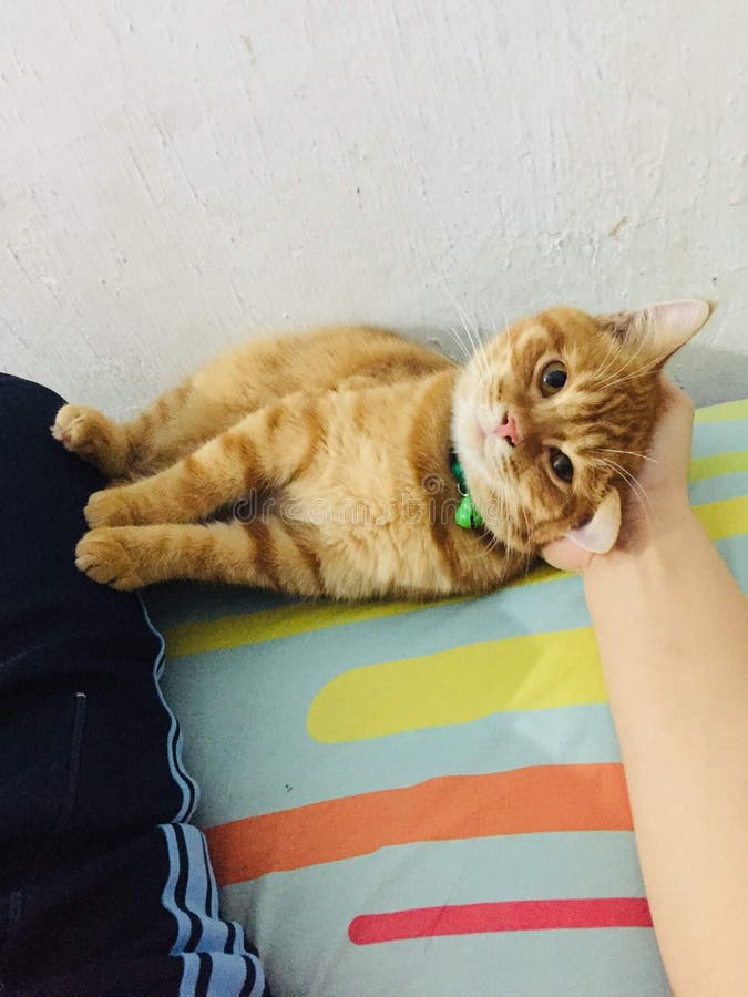 My clingy orange cat stock photo. Image of whiskers 205397402