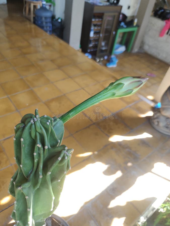 My Dragon fruit flowers stock image. Image of flowers 264375103