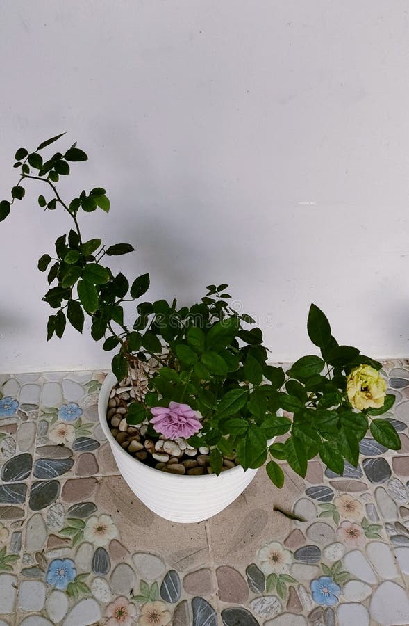 My favorite rose stock image. Image of herb, soil, bouquet - 263883207