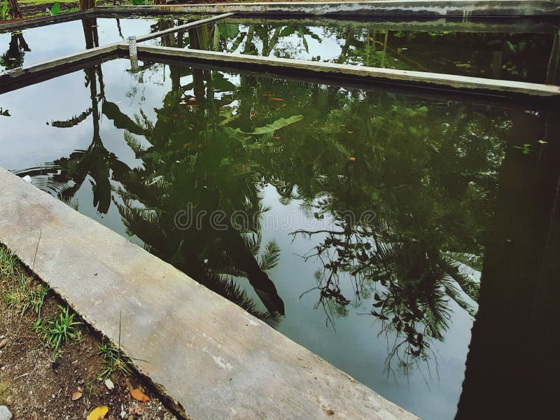 My Fish Pond Behind the House is so Beautiful. Stock Photo Image of