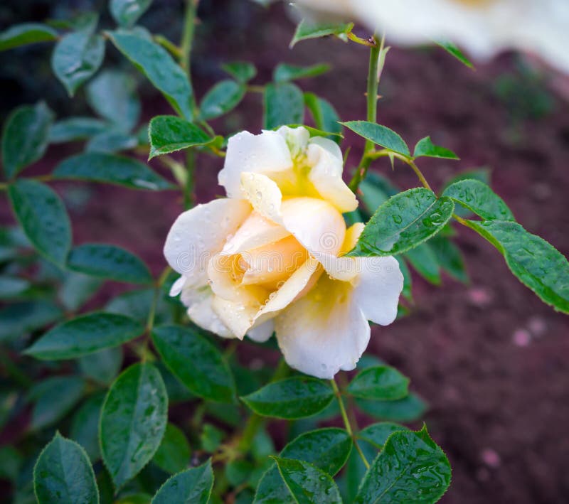 My Girl Fragrant Hybrid Tea Rose White Ivory Flower Stock Image - Image ...
