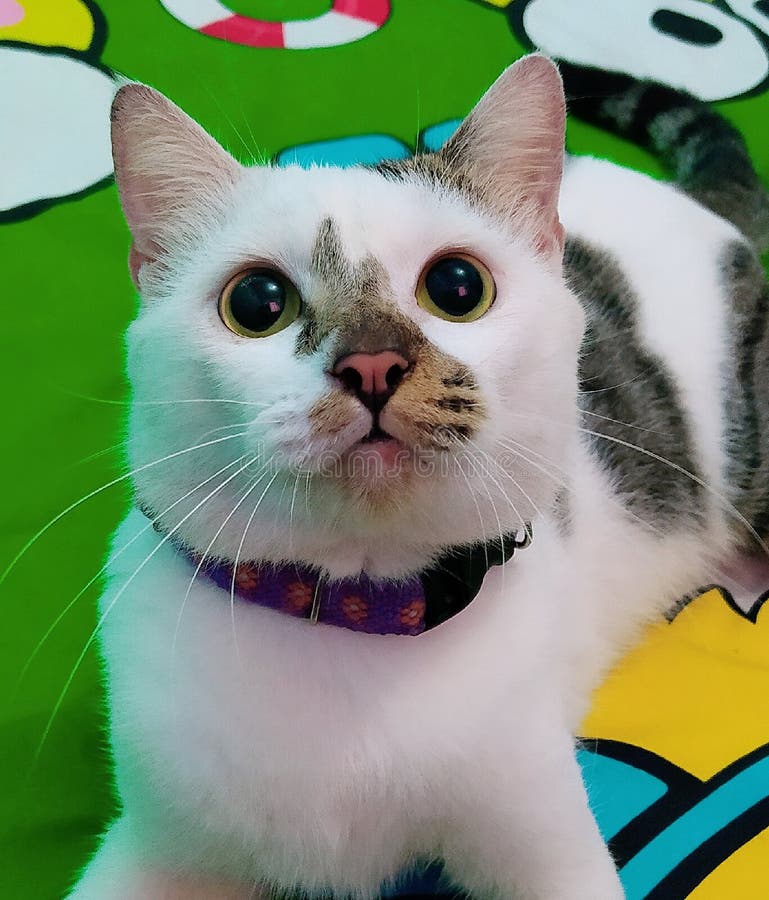 My Handsome Cat Round Eyes Marble White Fur Stock Image Image of