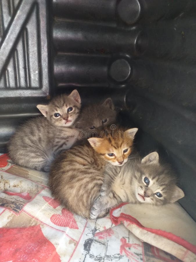 My kittens, my love stock photo. Image of wildcat, kitten 184178684