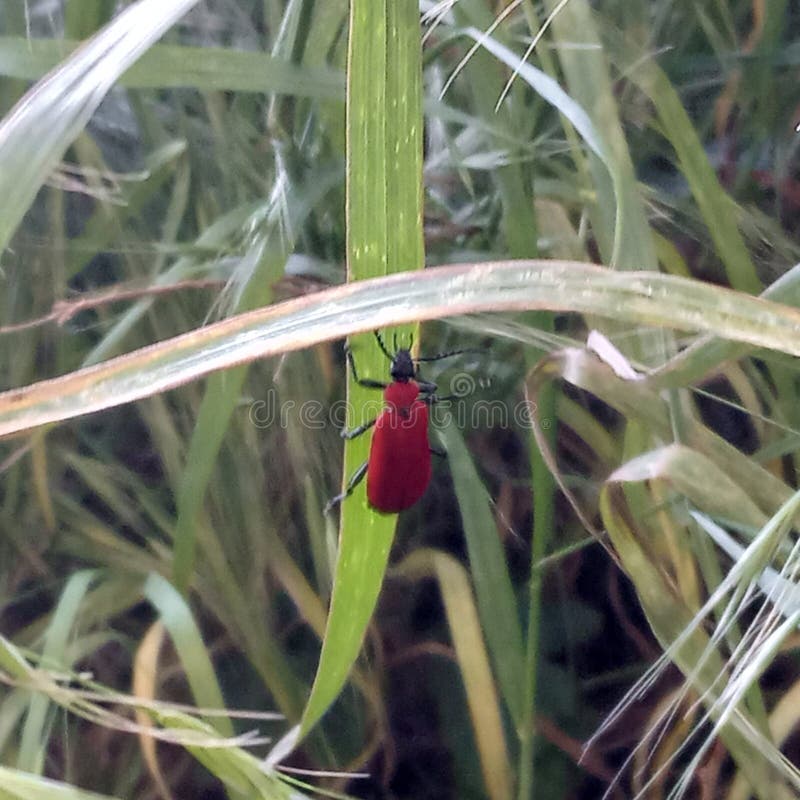 Little Animal House Made with Squash Stock Photo Image of house