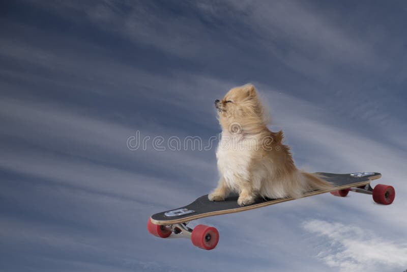 My Little Dog Flying Through The Clouds Stock Image Image of scooter, wheels 120066731