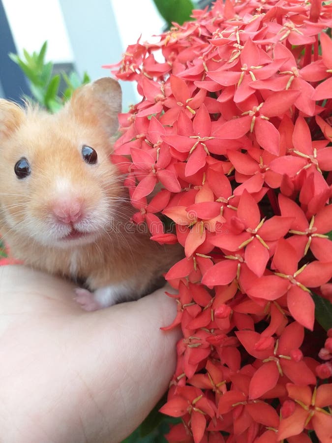 My Little Hamster. Flowers. Stock Photo - Image of flor, whisker: 145860088